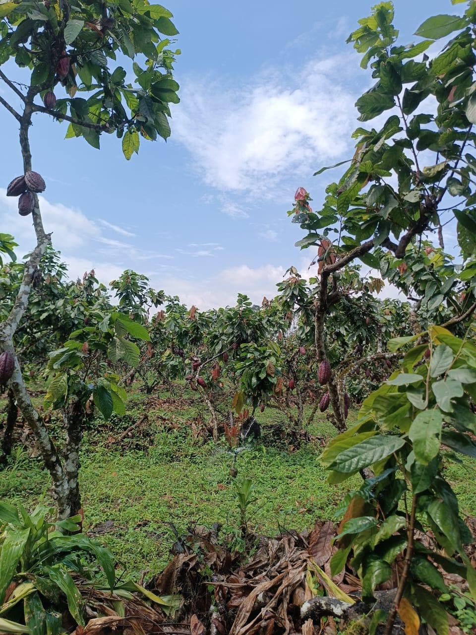 Finca Los Mera - Imagen 6